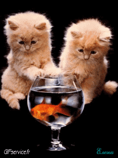 04 Gatos Animales Humor - Fun 