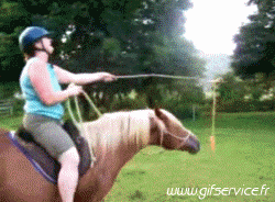 Serie 01 Chevaux Animaux Humour - Fun 