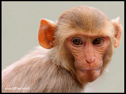 01 Monkeys Animals Humor -  Fun 