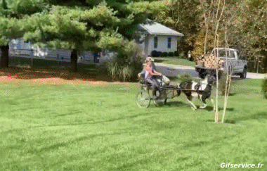 Serie 02 Chevaux Animaux Humour - Fun 