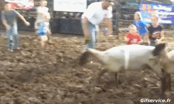 01 Oveja Animales Humor - Fun 