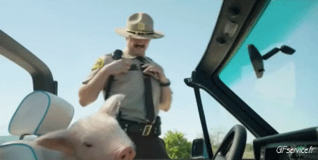 Serie 01 Cochons Sangliers Animaux Humour - Fun 