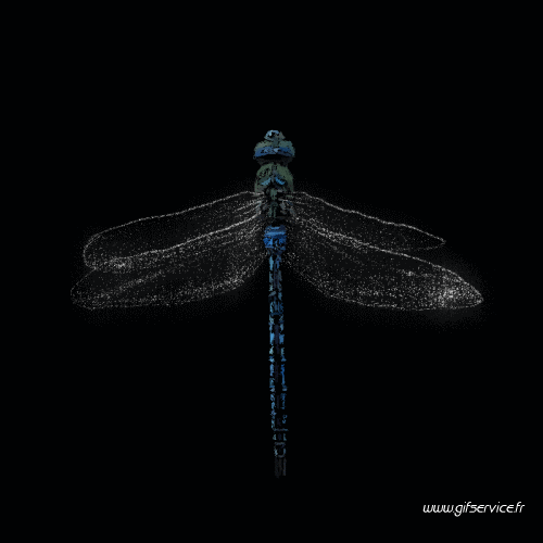 Serie 01 Insectes Animaux Humour - Fun 