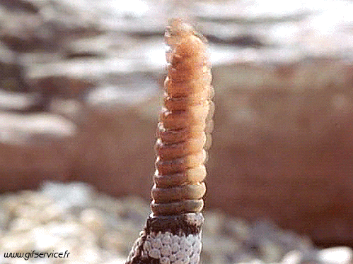 Serie 01 Serpents Animaux Humour - Fun 