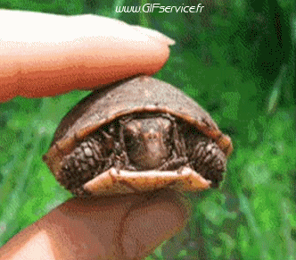 Serie 01 Tortues Animaux Humour - Fun 