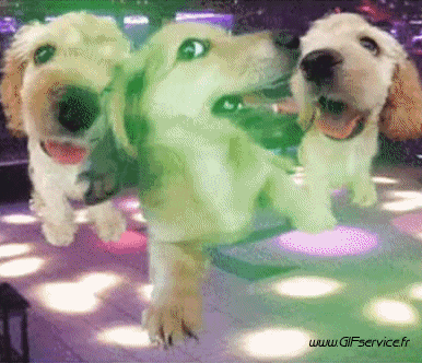 01 Cani Animali Umorismo -  Fun 