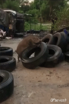 01 Maiali - Cinghiali Animali Umorismo -  Fun 