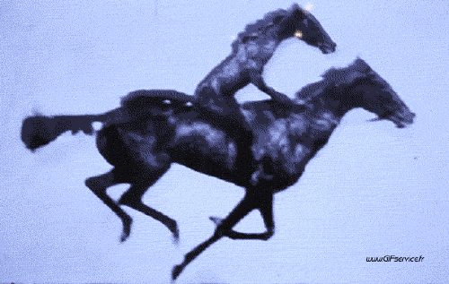 01 Caballos Animales Humor - Fun 