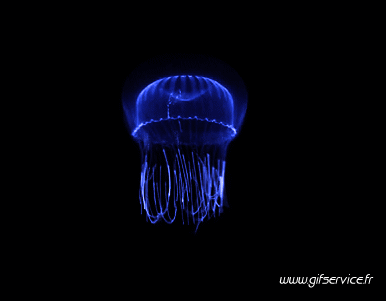 01 Jellyfish Animals Humor -  Fun 