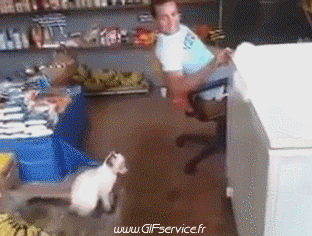 03 Gatos Animales Humor - Fun 