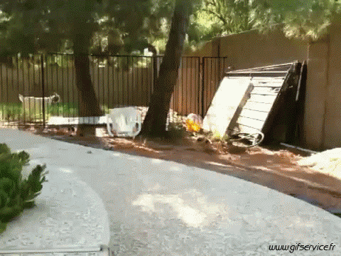 Serie 01 Chévres Bouc Animaux Humour - Fun 