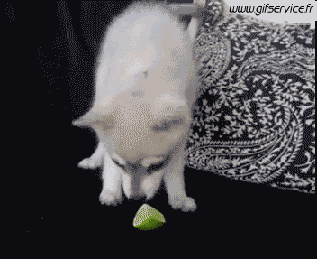 03 Hunde Tiere Humor -  Fun 