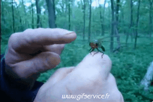 01 Insekten Tiere Humor -  Fun 