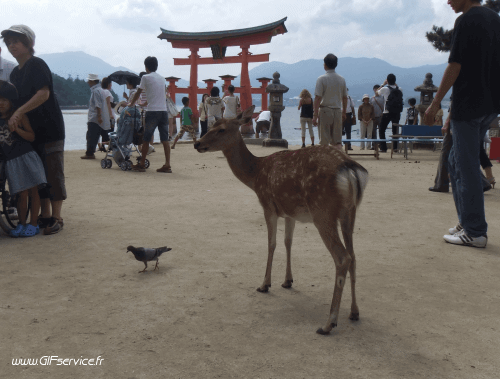 Stéreoscopique Wiggle Effetti 3d Umorismo -  Fun 