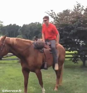 Serie 02 Chevaux Animaux Humour - Fun 