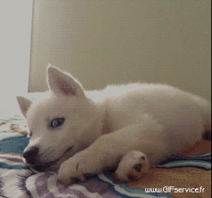 03 Perros Animales Humor - Fun 