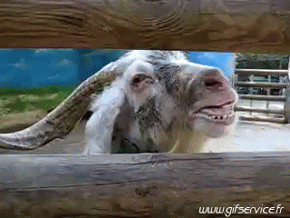 01 Cabras - Perilla Animales Humor - Fun 