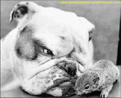 01 Hunde Tiere Humor -  Fun 