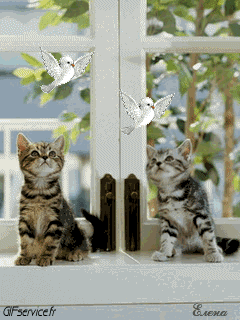 04 Cats Animals Humor -  Fun 