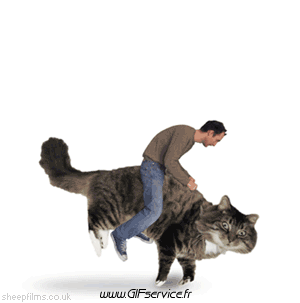 02 Gatos Animales Humor - Fun 