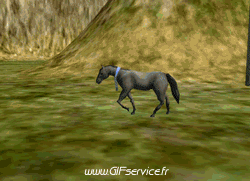 01 Cavalli Animali Umorismo -  Fun 