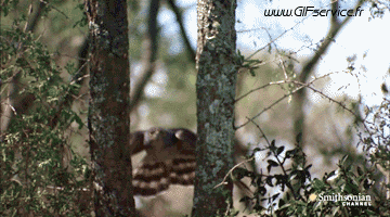 Raptor & Nocturne Birds Animals Humor -  Fun 