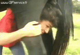 Serie 02 Pferde Tiere Humor -  Fun 