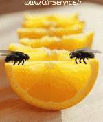 01 Insectos Animales Humor - Fun 