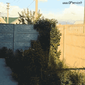 Serie 02 Chiens Animaux Humour - Fun 