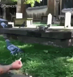 01 Eichhörnchen Tiere Humor -  Fun 