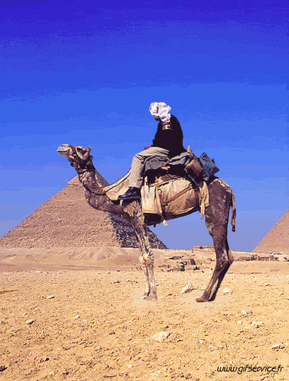 01 Camellos Animales Humor - Fun 