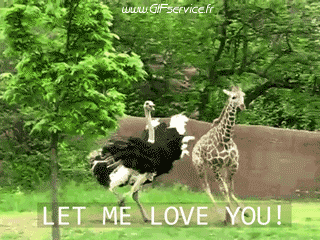 Serie 01 Autruches Animaux Humour - Fun 