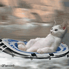 05 Gatti Animali Umorismo -  Fun 