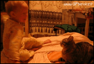 Serie 03 Chats Animaux Humour - Fun 