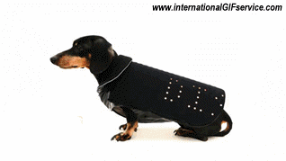 Serie 01 Chiens Animaux Humour - Fun 