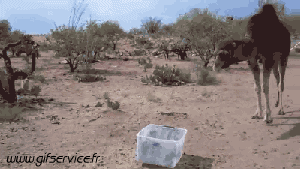 serie 01 Dromadaires Animaux Humour - Fun 