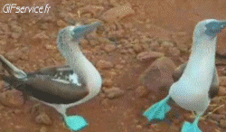 Various Birds Animals Humor -  Fun 