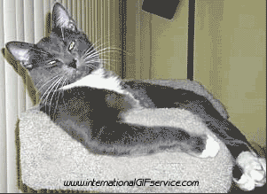 Serie 01 Chats Animaux Humour - Fun 