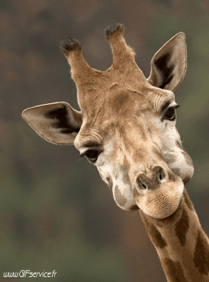 01 Giraffes Animals Humor -  Fun 