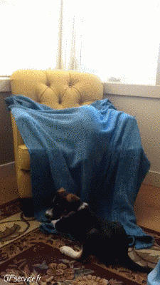 04 Katze Tiere Humor -  Fun 