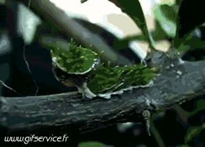 01 Insectos Animales Humor - Fun 