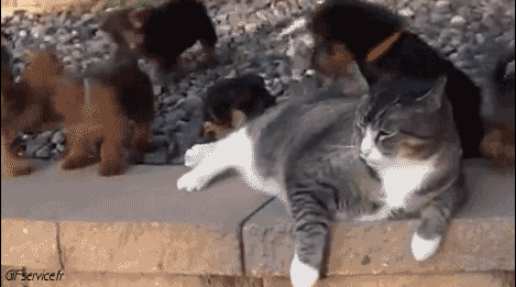 Serie 04 Chats Animaux Humour - Fun 