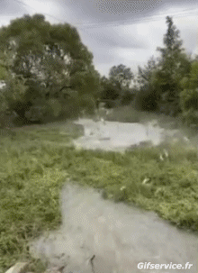 01 Pez Animales Humor - Fun 