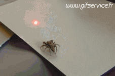 01 Insectos Animales Humor - Fun 