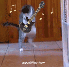 02 Gatos Animales Humor - Fun 