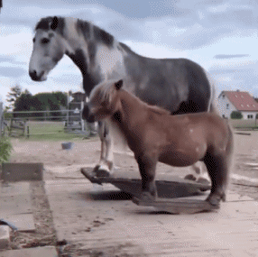 Serie 02 Chevaux Animaux Humour - Fun 
