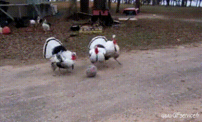 Divers Oiseaux Animaux Humour - Fun 