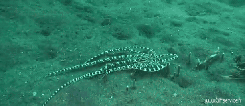 01 Pulpo Animales Humor - Fun 