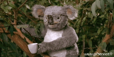 01 Koala Animali Umorismo -  Fun 