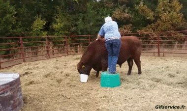 01 Stier Tiere Humor -  Fun 